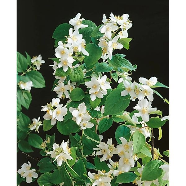 Philadelphus Dame Blanche Duftjasmin Weiß 40–60 cm günstig online kaufen