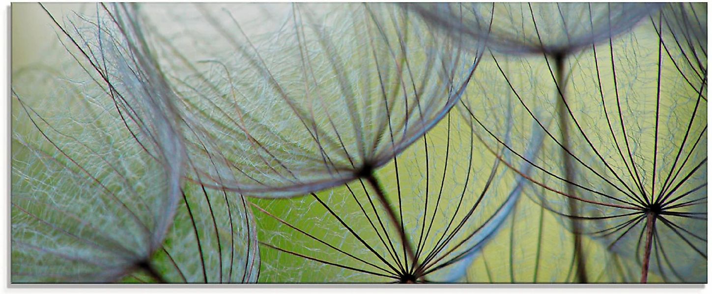 Artland Glasbild "Pusteblumen-Samen II" Blumen 1 Stk. tlg. in verschiedenen günstig online kaufen