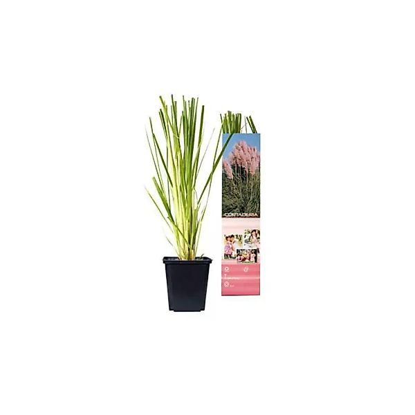OH2 | Set mit 3 Pampasgraspflanzen Cortaderia günstig online kaufen