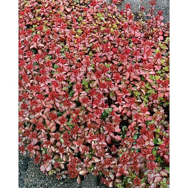 Sedum Spurium Schorbuser Blut Teppichsedum Rot Ca. 9x9 cm Topf günstig online kaufen