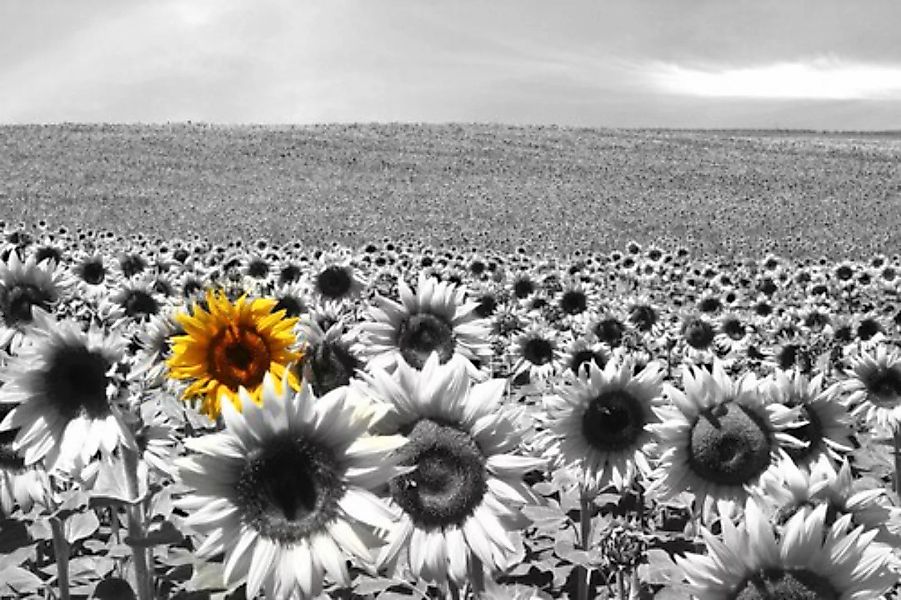 Papermoon Fototapete »Sonnenblumenfeld« günstig online kaufen