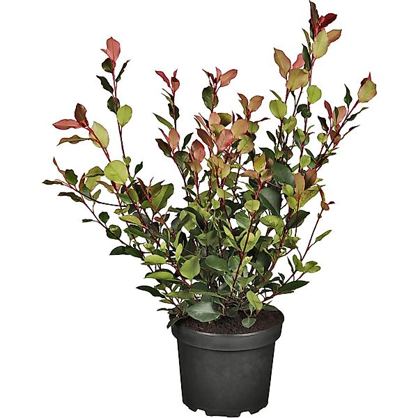 Glanzmispel Little Red Robin Höhe ca. 30 - 40 cm Topf ca. 3 l Photinia günstig online kaufen