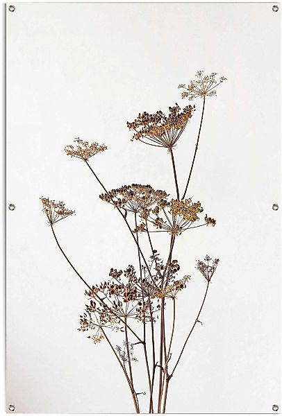 Reinders Poster "Bärenklau" leichtes und wasserfestes Gartenposter für den günstig online kaufen