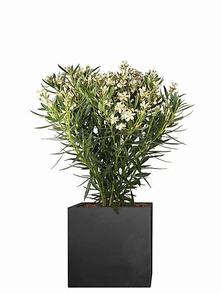 Oleander (Nerium oleander) 100cm - Wei günstig online kaufen