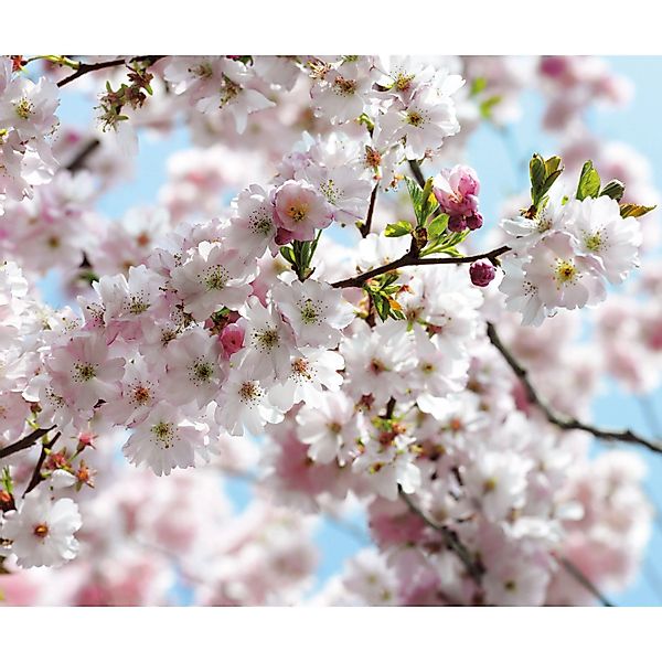 Komar Fototapete Vlies Spring  300 x 250 cm günstig online kaufen