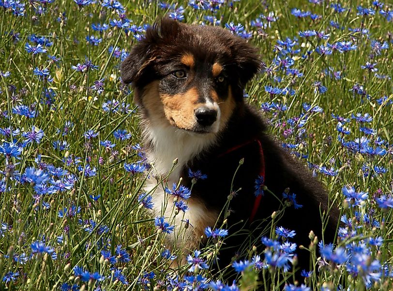 Papermoon Fototapete "Hütehund Welpe Australian Sheppard in Blumenwiese" günstig online kaufen