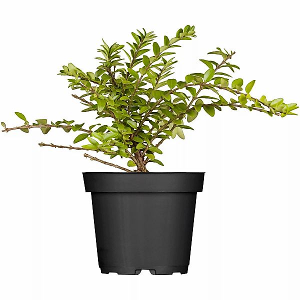 Heckenkirsche Höhe ca. 5 - 10 cm Topf ca. 9 cm Lonicera günstig online kaufen