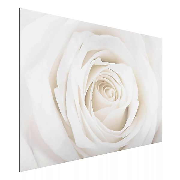 Alu-Dibond Bild Blumen - Querformat 3:2 Pretty White Rose günstig online kaufen