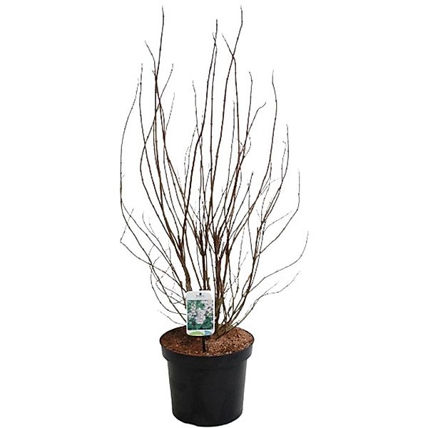 GROW by OBI Deutzie Plena Weiß Höhe ca. 80-100 cm Topf ca. 7 l Deutzia scab günstig online kaufen