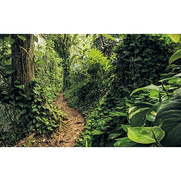 Komar Fototapete Vlies Path of Dreams  400 x 250 cm günstig online kaufen
