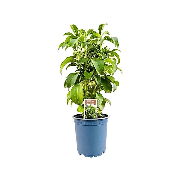 Stevia Rebaudiane Ca. 11x11 cm Topf günstig online kaufen