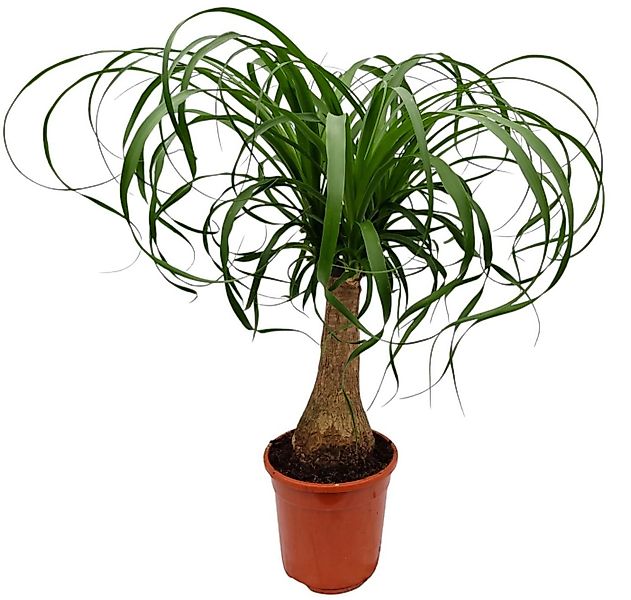 meinvipshop Zimmerpflanze Exotischer Elefantenfuß 50cm Zimmerpflanze günstig online kaufen