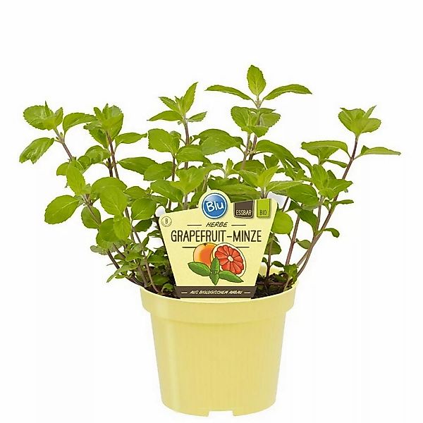 Exotenherz Grapefruit-Minze in Bio-Qualität Mentha Suaveolens X Piperita Kr günstig online kaufen