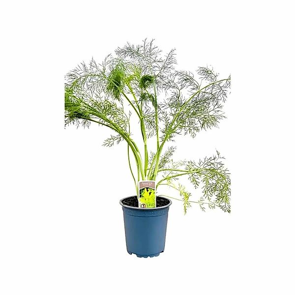 Foeniculum Vulgare Fenchel Ca. 11x11 cm Topf günstig online kaufen