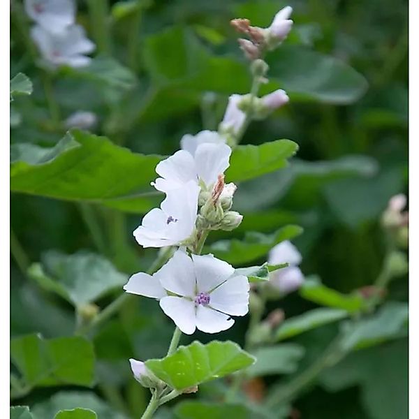 Moschus Malve - Malva moschata günstig online kaufen