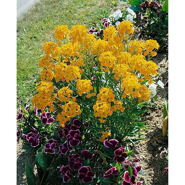 Erysimum X Allionii Goldlack Ca 9x9 cm Topf günstig online kaufen