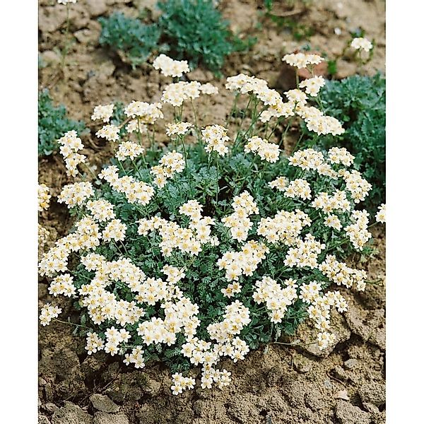 Achillea Umbellata Silbergarbe Ca. 9x9 cm Topf günstig online kaufen