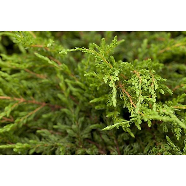 Juniperus Communis Repanda Kriech-Wacholder 20–30 cm günstig online kaufen