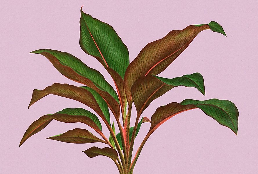 living walls Fototapete "Walls by Patel Leaf Garden" glatt Vlies, Wand günstig online kaufen