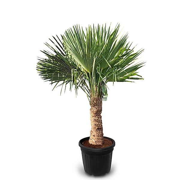 Sunny-Tree Trachycarpus Fortunei Chinesische Fächerpalme 160 cm, Stammhöhe günstig online kaufen