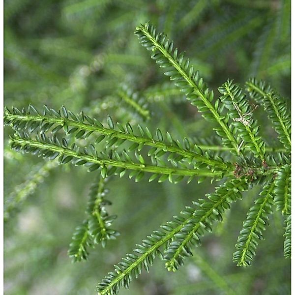 Kurznadlige Eibe Rushmore 60-80cm - Taxus baccata günstig online kaufen