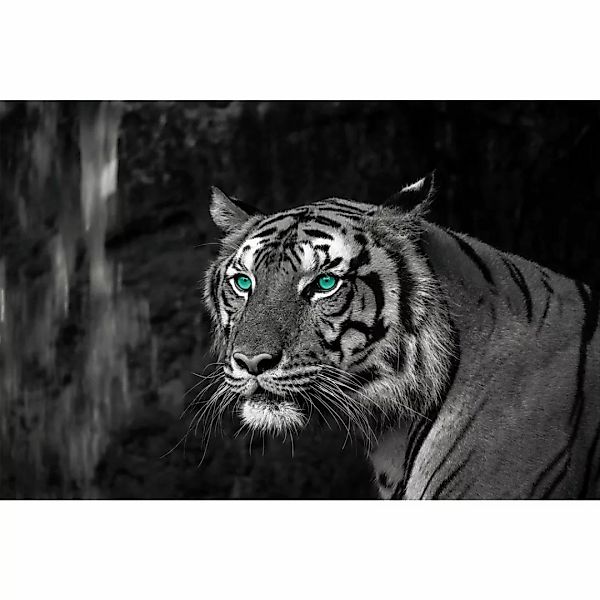 Bönninghoff Leinwandbild "Blue Eyed Tiger", (1 St.) günstig online kaufen