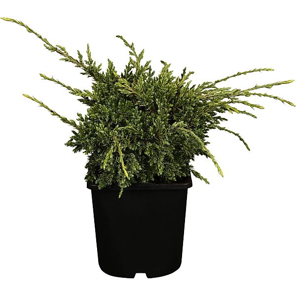 OBI Zwerg-Wacholder Holger Gelb Höhe ca. 5 - 10 cm Topf ca. 2 l Juniperus günstig online kaufen