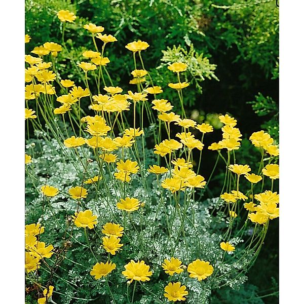 Anthemis Marschalliana Marschall Kamille Ca. 9x9 cm Topf günstig online kaufen