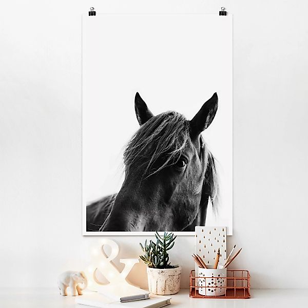 Poster Tiere Neugieriges Pferd günstig online kaufen