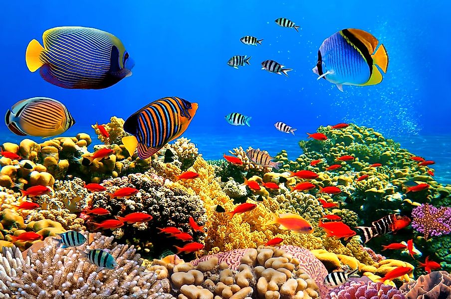 Papermoon Fototapete »Coral Colony Red Sea« günstig online kaufen