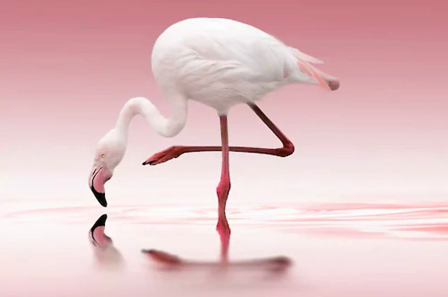 Papermoon Fototapete »Photo-Art DORIS REINDL, FLAMINGO« günstig online kaufen