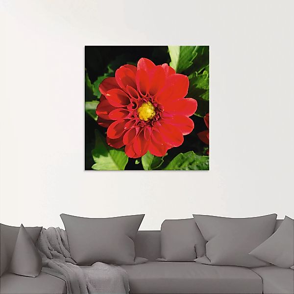 Artland Glasbild "Rote Dahlienblüte", Blumen, (1 St.), in verschiedenen Grö günstig online kaufen