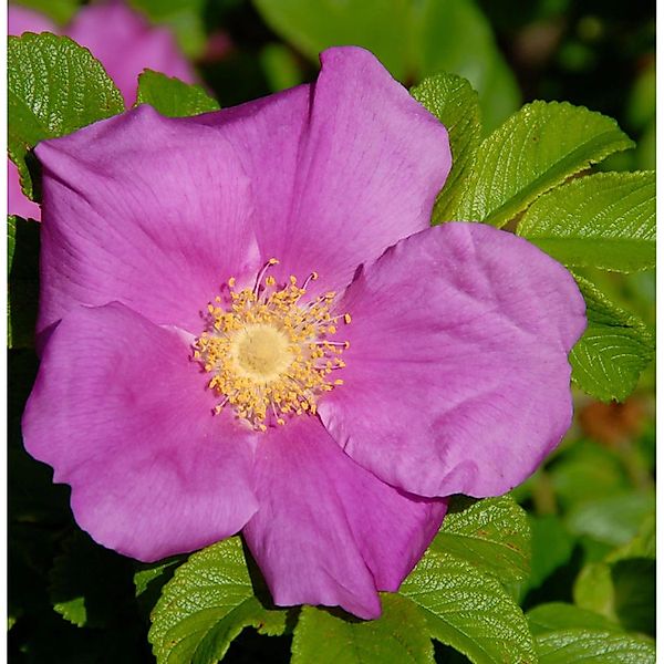 Apfelrose 30-40cm - Rosa rugosa günstig online kaufen