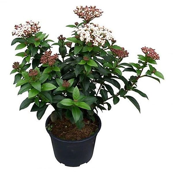 Mittelmeer Schneeball Lisa Rose 40-50cm - Viburnum tinus günstig online kaufen