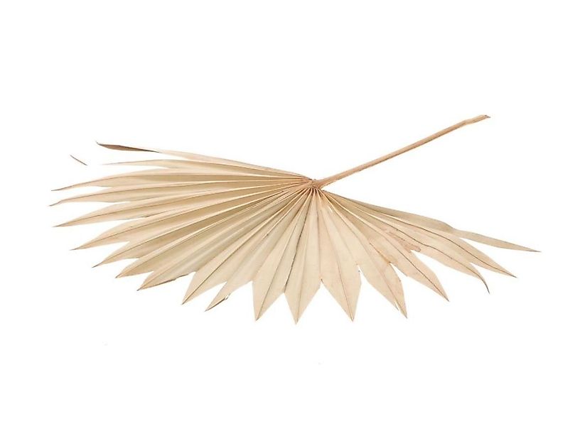 Trockenblume Palmenblatt "Sun", groß, Breite ca. günstig online kaufen