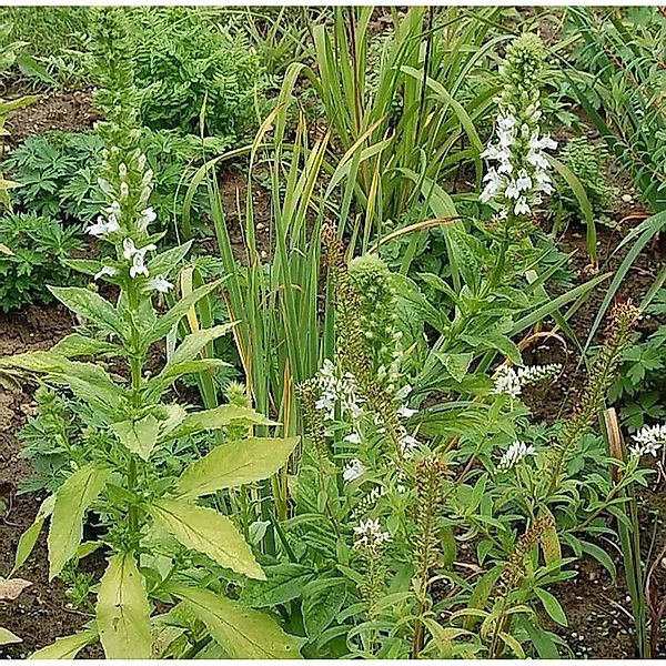 Lobelie Alba - Lobelia siphilitica günstig online kaufen