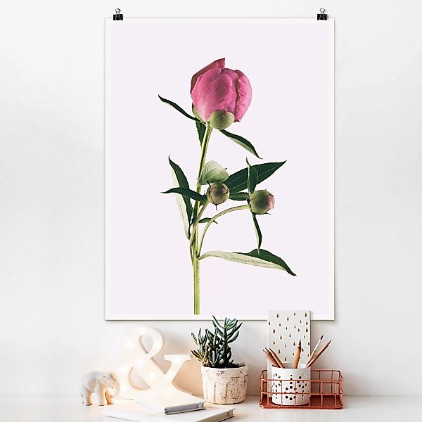 Poster Blumen - Hochformat Pfingstrose Pink auf Weiß günstig online kaufen