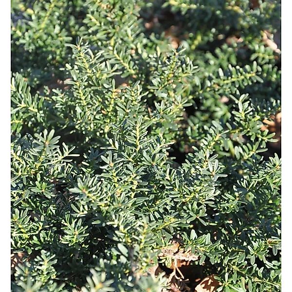 Alpen Steineibe Blue Gem 20-25cm - Podocarpus,awrencei günstig online kaufen