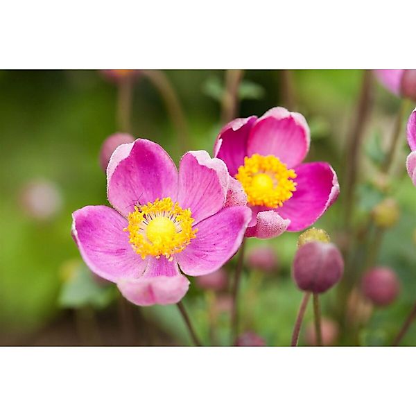 Anemone Hupehensis Praecox Herbstanemone Ca. 9x9 cm Topf günstig online kaufen
