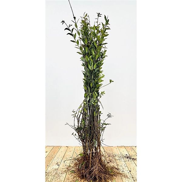 Ligustrum vulgare 'Atrovirens' oB 15-30 günstig online kaufen