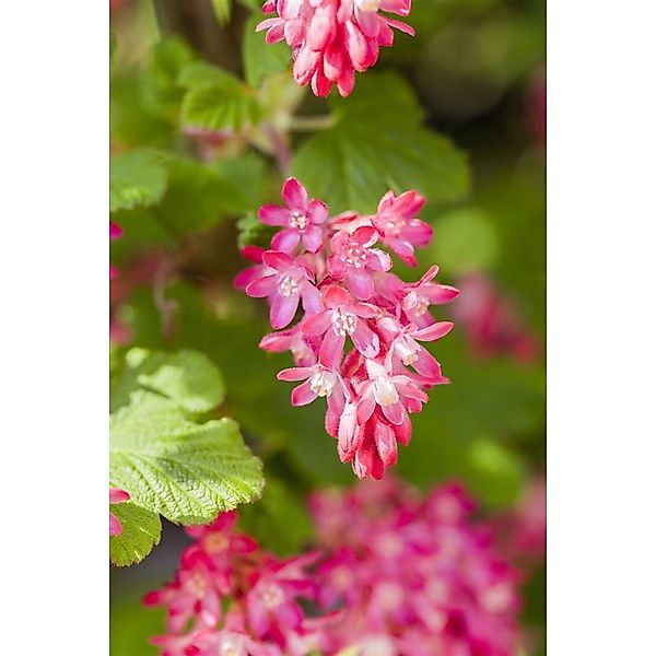 Ribes Sanguineum King Edward Vii Blutjohannisbeere Rot 60–100 cm günstig online kaufen