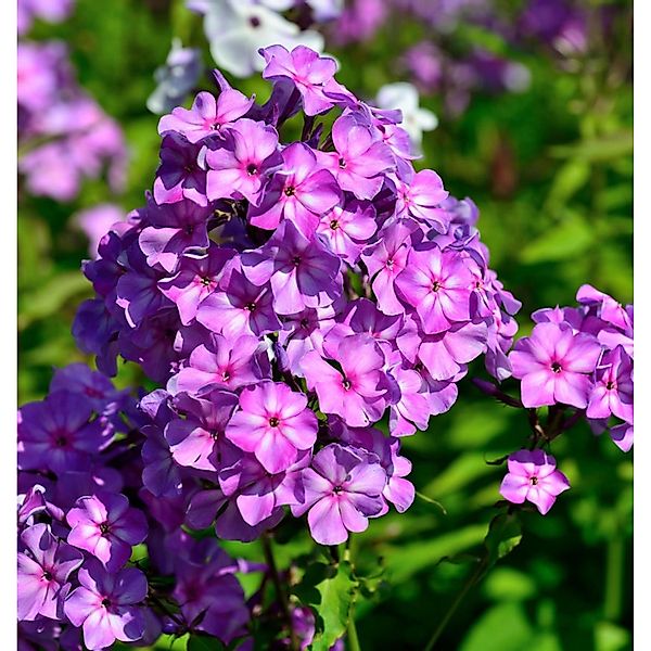 Hohe Flammenblume Amethyst - Phlox paniculata günstig online kaufen