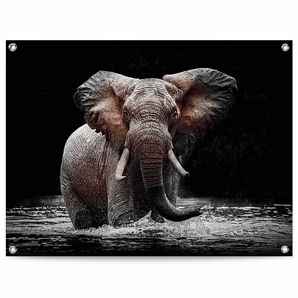 Reinders Poster "Elefant", Outdoor für Garten oder Balkon günstig online kaufen