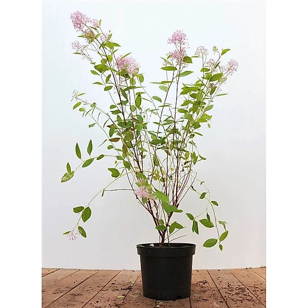Ceanothus Pallidus Marie Simon Säckelblume Rosa 60–80 cm günstig online kaufen