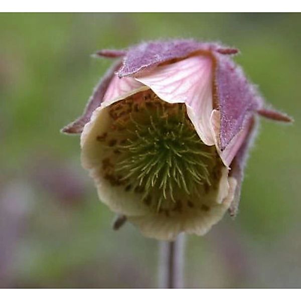 Rosa Bachnelkenwurz - Geum rivale günstig online kaufen