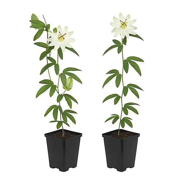 Exotenherz Kletterpflanzen Passionsblume Passiflora Avalanche 2er Set 11cm günstig online kaufen