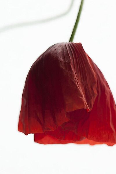 Poster / Leinwandbild - Poppy Seed Dress günstig online kaufen