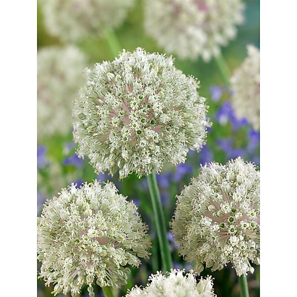 Allium Nigrum Schwarzer Lauch Ca. 11x11 cm Topf günstig online kaufen