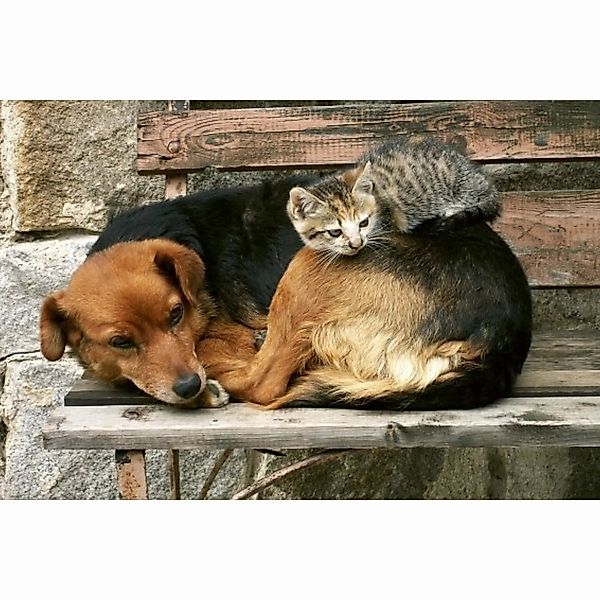 Fototapete CAT AND DOG  | MS-5-0221 | Schwarz | Digitaldruck auf Vliesträge günstig online kaufen