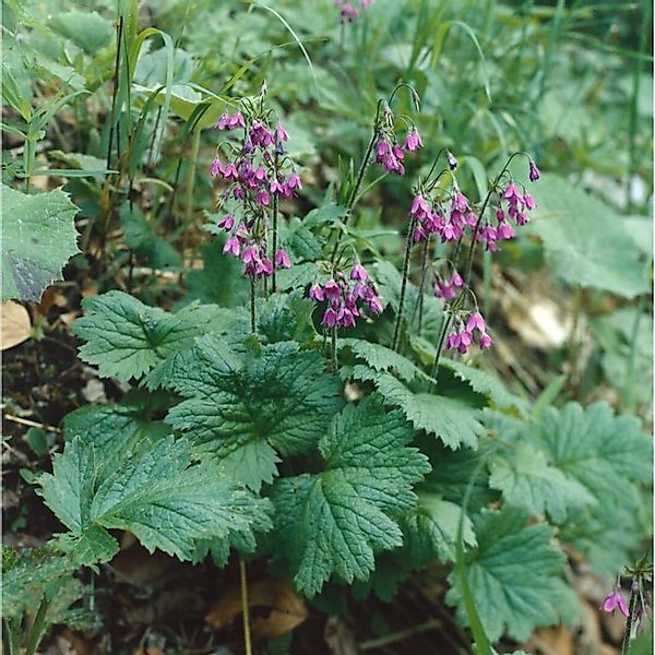Cortusa Matthioli Alpenaurikel Ca. 9x9 cm Topf günstig online kaufen
